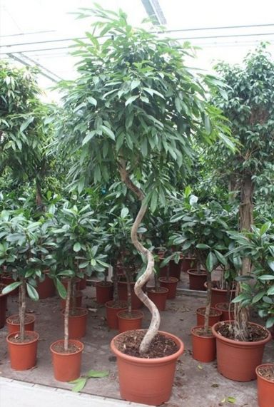 Ficus amstel king draaistam