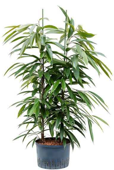Ficus amstel king hydrocultuur plant