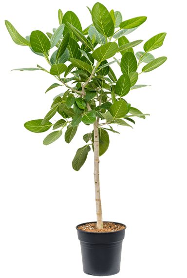 Ficus benghalensis audrey plant