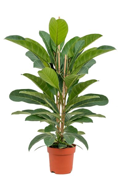 Ficus benghalensis roy 1