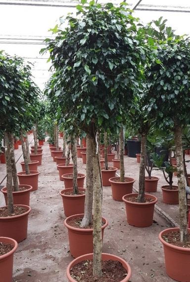 Ficus benjamina danielle 1