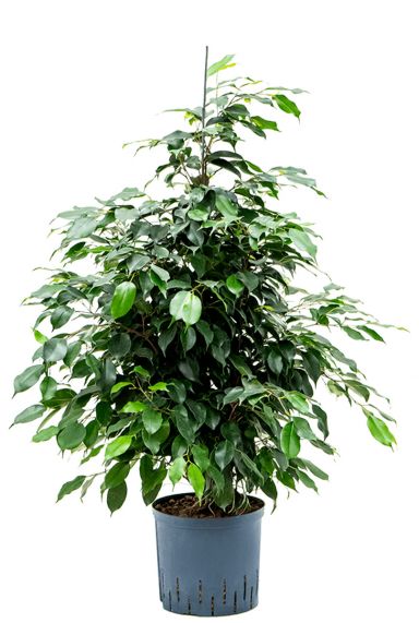 Ficus benjamina danielle plant