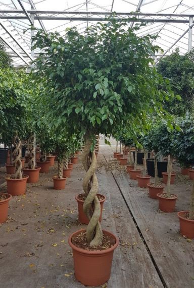 Ficus benjamina exotica