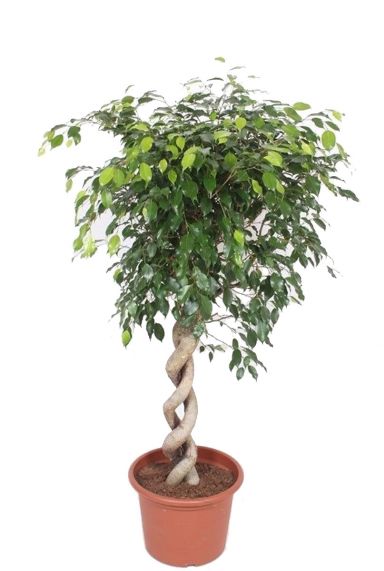 Ficus benjamina exotica 2