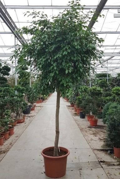 Ficus benjamina exotica boom