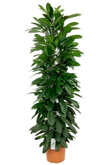 Ficus cyathistipula