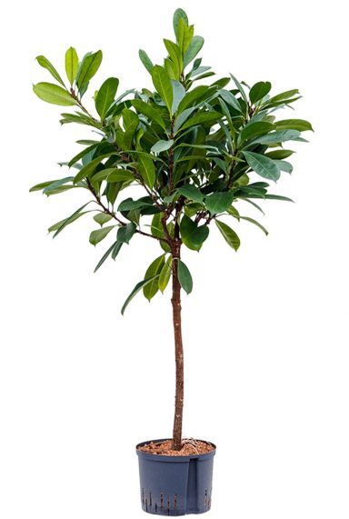 Ficus cyathistipula plant hydro