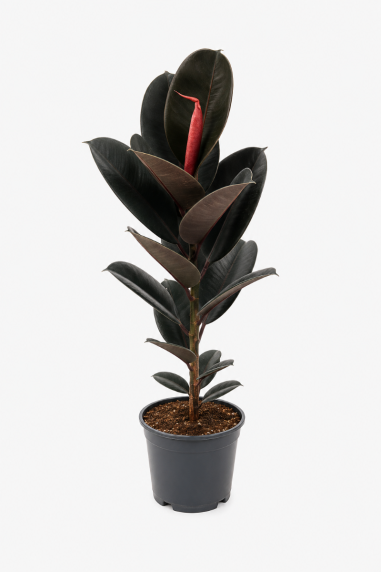 Ficus elastica abdidjan p21