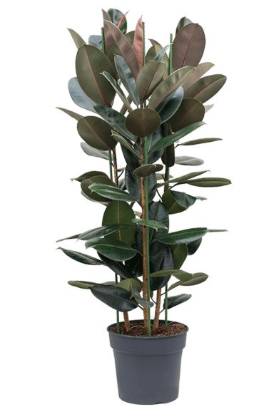 Ficus elastica abidjan 1 1
