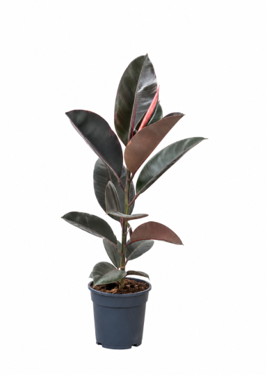 Ficus elastica belize p21