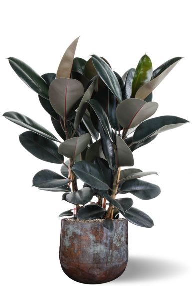 Ficus elastica in pot