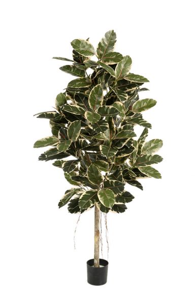 Ficus elastica kunstboom