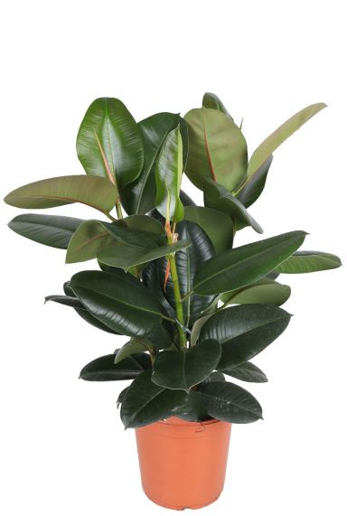 Ficus elastica robusta 1