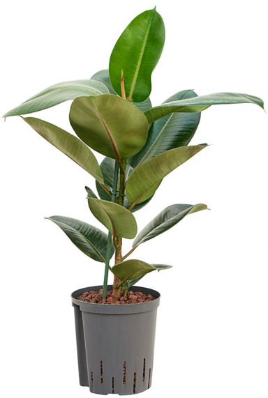 Ficus elastica robusta hydro plant