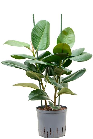 Ficus elastica robusta hydrocultuur