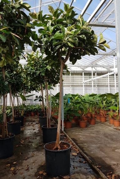 Ficus elastica robusta kamerplant