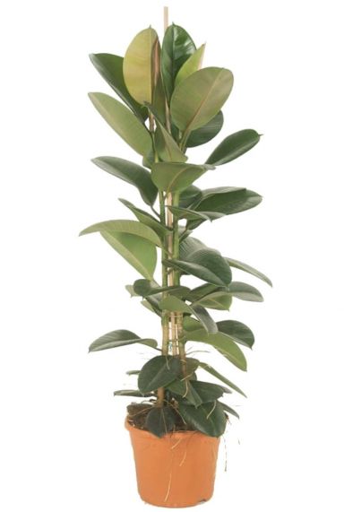 Ficus elastica robusta kamerplant 2