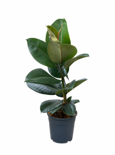 Ficus elastica robusta p21