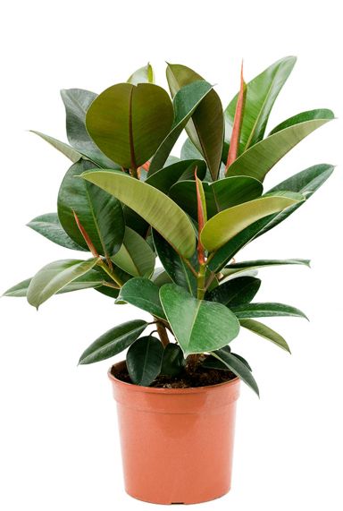 Ficus elastica robusta plant 2