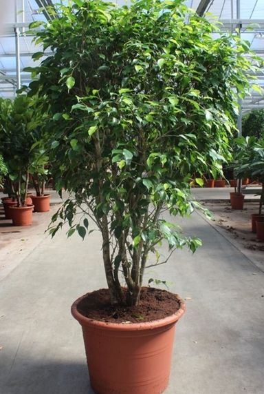Ficus exotica groot
