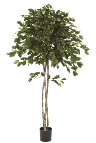 Ficus exotica zijdeplant boom