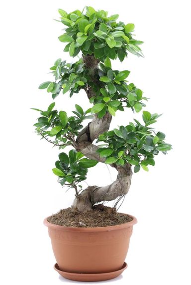 Ficus ginseng bonsai kamerplant p24 1
