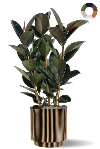 Ficus is gouden capi pot