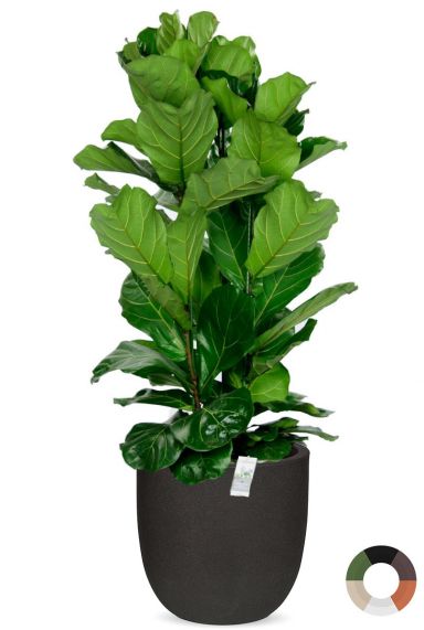 Ficus lyrata 1