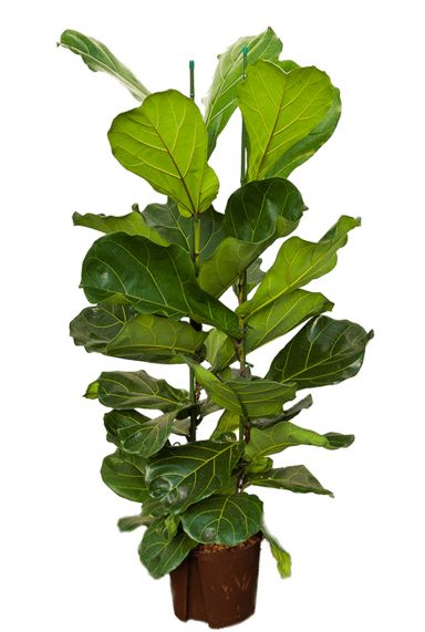 Ficus lyrata hydro plant