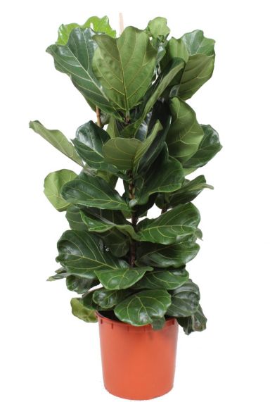 Ficus lyrata kamerplant 2