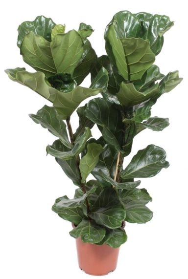 Ficus lyrata kamerplant 3