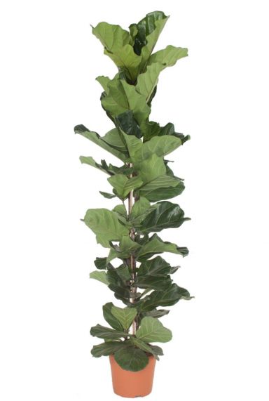 Ficus lyrata plant