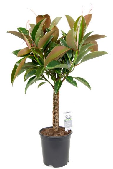 Ficus melany kamerplant op stam