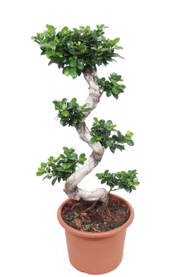 Ficus microcarpa plant 2