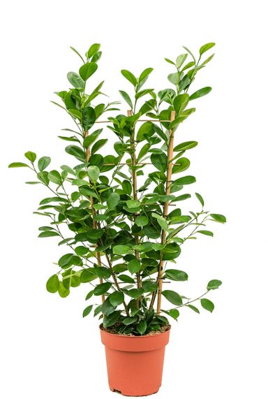 Ficus moclame plant