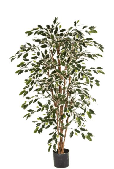 Ficus nitida kunstplant