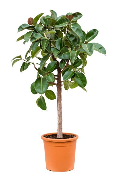 Ficus op stam