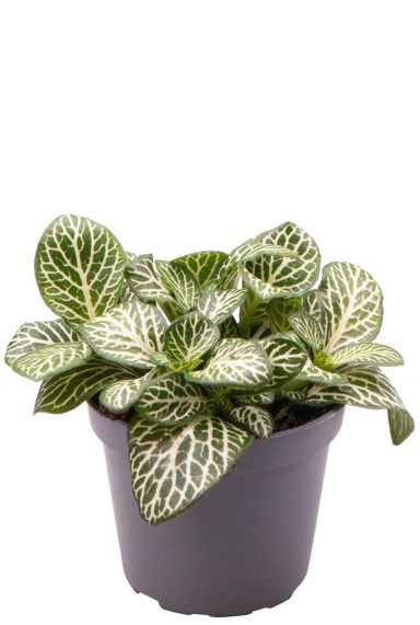 Fittonia verschaffeltii mini white