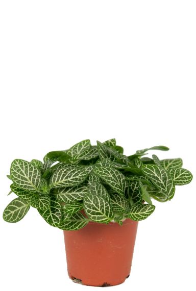 Fittonia verschaffeltii plant