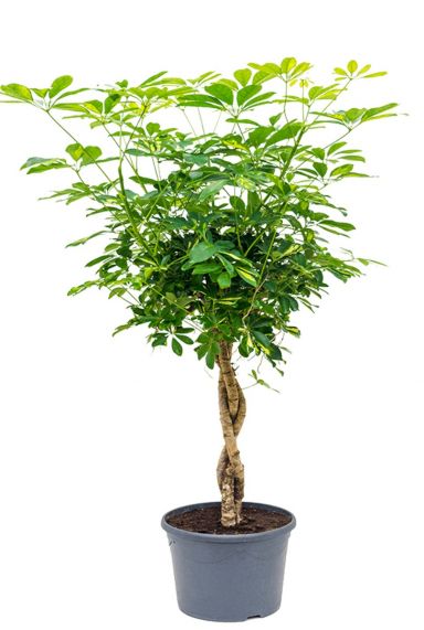 Fraaie schefflera gold capella