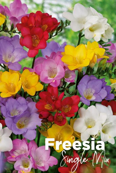 Freesia single mix bloembollen