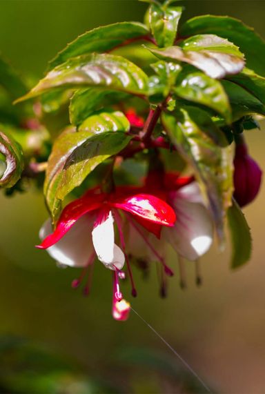 Fuchsia madame cornelissen tuinplanten