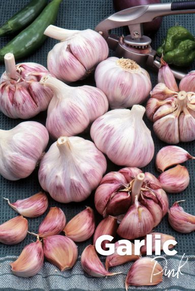 Garlic pink knoflook bollen