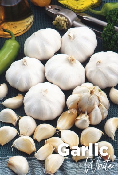 Garlic white knoflook bollen