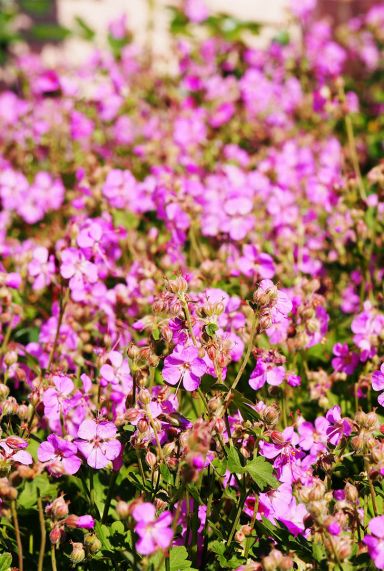 Geranium cantabrigiense cambridge tuinplant