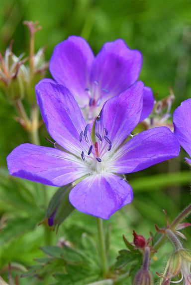 Geranium johnson s blue tuinplant