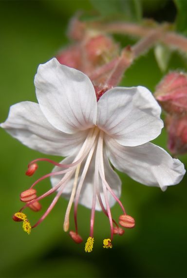 Geranium macrorrhizum spessart tuinplant