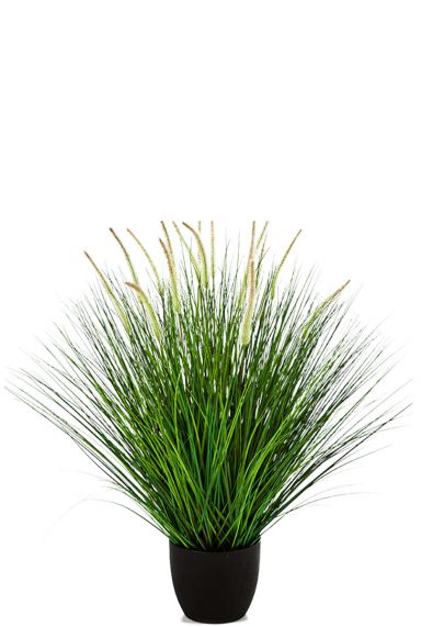 Grass pennisetum woodside 1