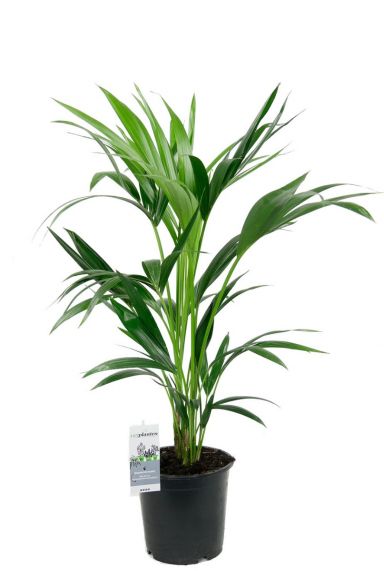 Groene kentia palm 1