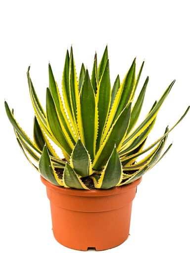 Grote agave kamerplant 1